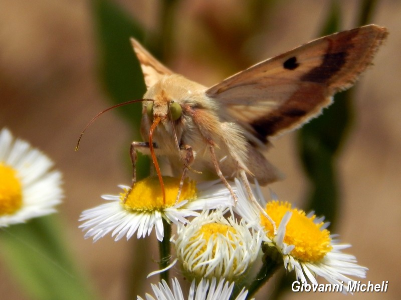 Conferma Helicoverpa armigera. No, Heliothis peltigera